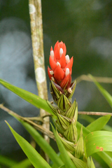 Guzmania monostachia