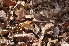 Thamnophis saurita septentrionalis
