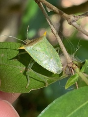 Arvelius albopunctatus