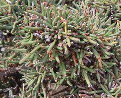 Ephedra chilensis