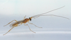 Macrocentrinae