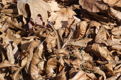 Thamnophis saurita septentrionalis