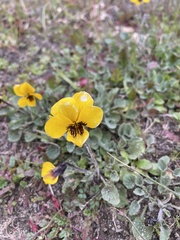 Viola purpurea
