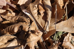 Thamnophis saurita septentrionalis