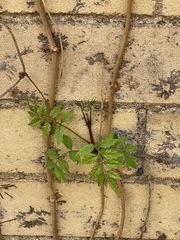Campsis