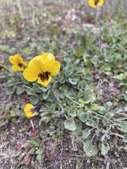 Viola purpurea