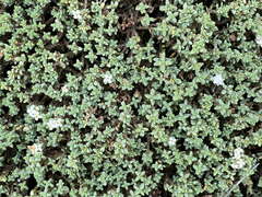 Pimelea prostrata seismica