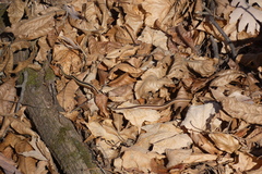 Thamnophis saurita septentrionalis