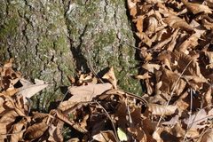 Thamnophis saurita septentrionalis
