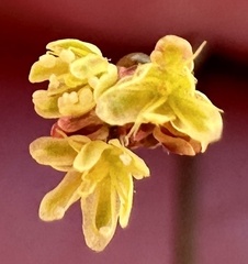 Eriogonum thomasii