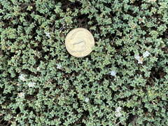 Pimelea prostrata seismica