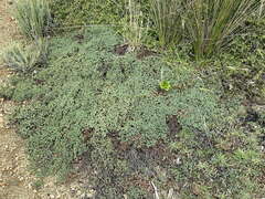 Pimelea prostrata seismica