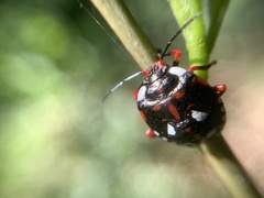 Chinavia erythrocnemis