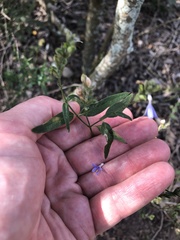 Carlowrightia parviflora