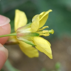 Brassiceae