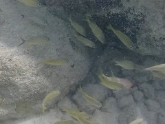 Haemulon flavolineatum