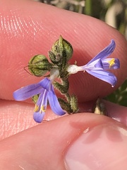 Carlowrightia parviflora