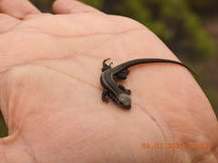 Microlophus quadrivittatus