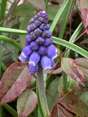 Muscari neglectum
