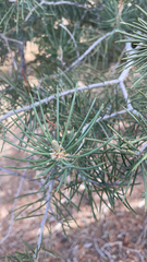 Pinus monophylla