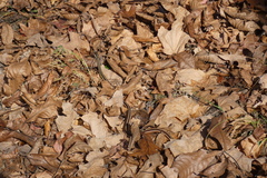 Thamnophis saurita septentrionalis