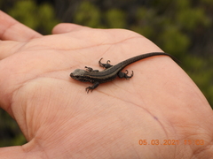 Microlophus quadrivittatus