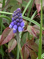 Muscari neglectum
