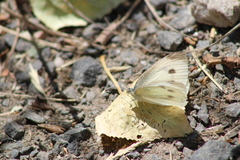 Pieris rapae