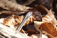 Thamnophis saurita septentrionalis