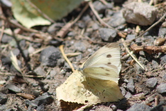 Pieris rapae
