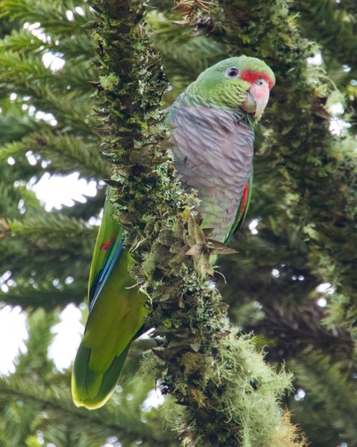 Amazona vinacea (Kuhl, 1820)