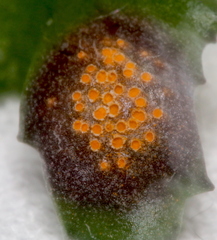 Puccinia lagenophorae