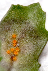 Puccinia lagenophorae