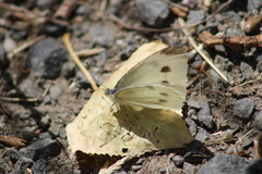 Pieris rapae