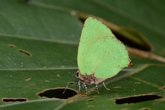 Cyanophrys herodotus