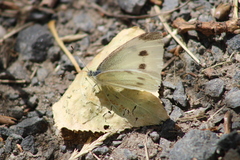 Pieris rapae