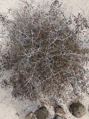 Calliandra californica