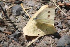 Pieris rapae