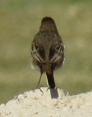 Anthus rubescens