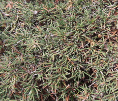 Ephedra chilensis