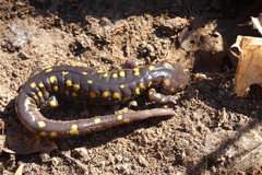 Ambystoma maculatum
