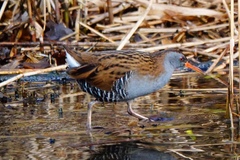 Rallus aquaticus