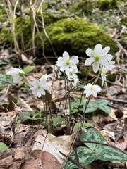 Thalictrum thalictroides