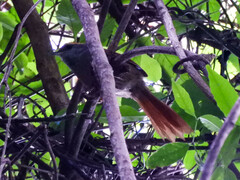 Synallaxis ruficapilla