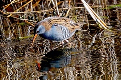 Rallus aquaticus