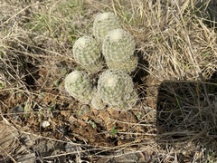 Echinocereus reichenbachii