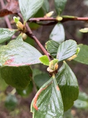Cercocarpus betuloides betuloides