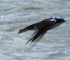 Tachycineta bicolor
