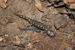 Ambystoma maculatum