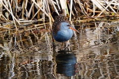 Rallus aquaticus